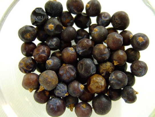 Juniper berries