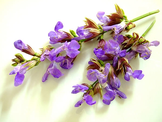 Sage blossoms