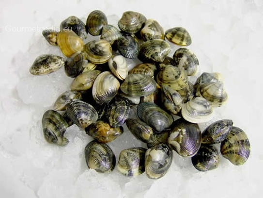 Venus clams