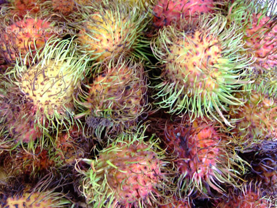 Rambutan