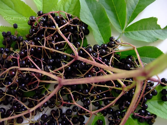 Elderberry