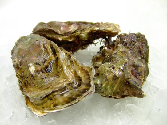 Oysters