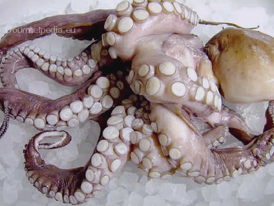 Es eignet sich frischer und gefrorener Octopus für die Zubereitung vom Carpaccio