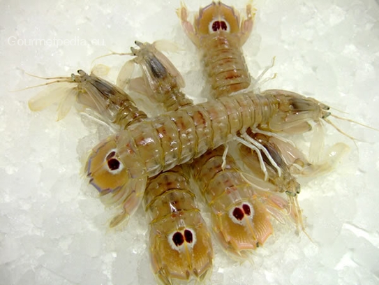 Mantis shrimps