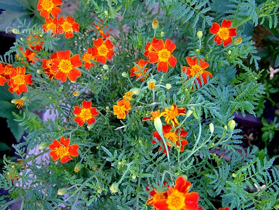 Marigolds