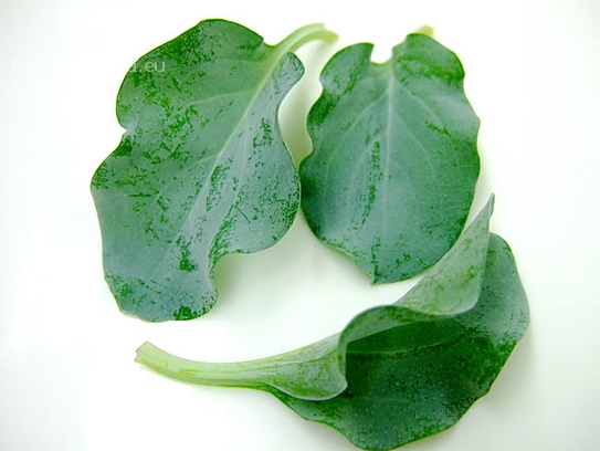 Oyster leaves