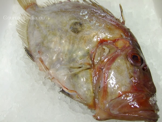 John Dory