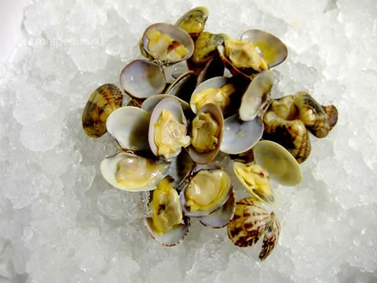 Venus clams