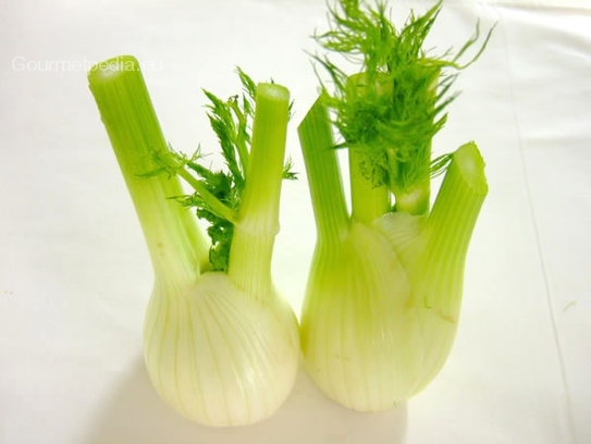 Fennel