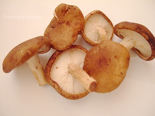 Shiitake