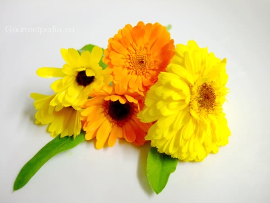 Pot marigold