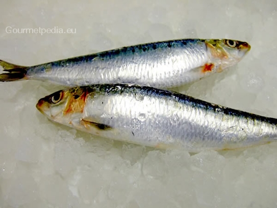 Sardinas