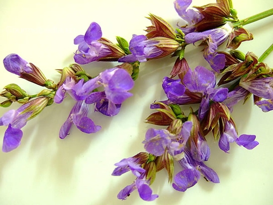 Sage blossoms