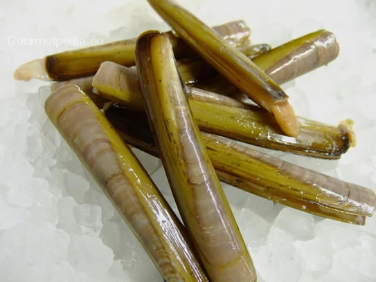 Razor clams