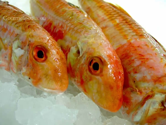 Red mullet