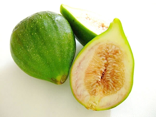 Fig