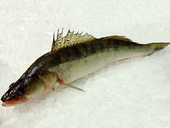 Pike-perch