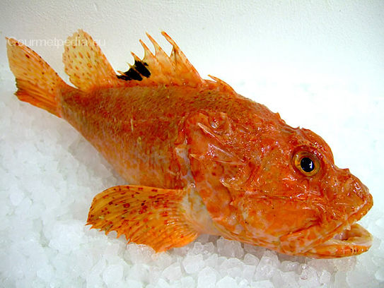 Scorpion-fish