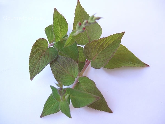 Melon sage