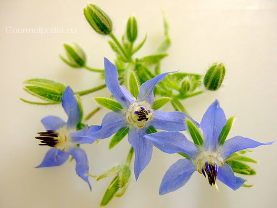 Borage blossoms