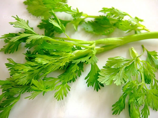 Coriander