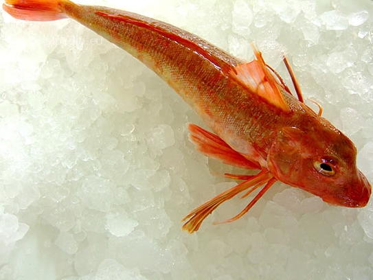 Red gurnard