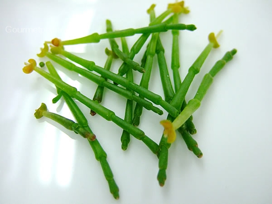 Salicornia / Glasswort