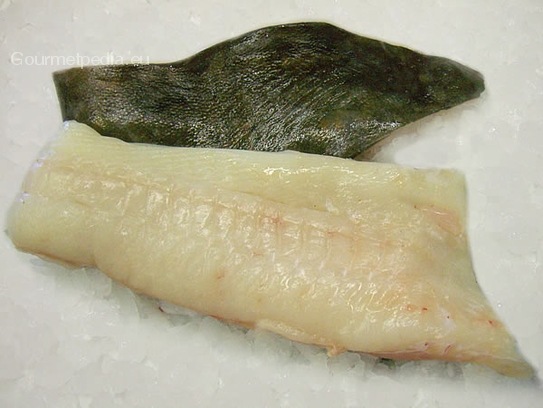 Halibut