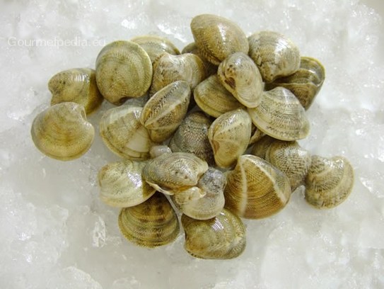 Venus clams