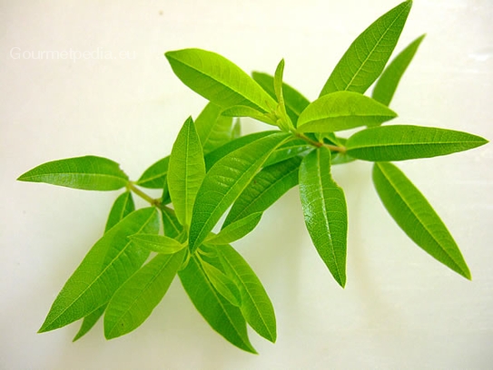 Lemon verbena