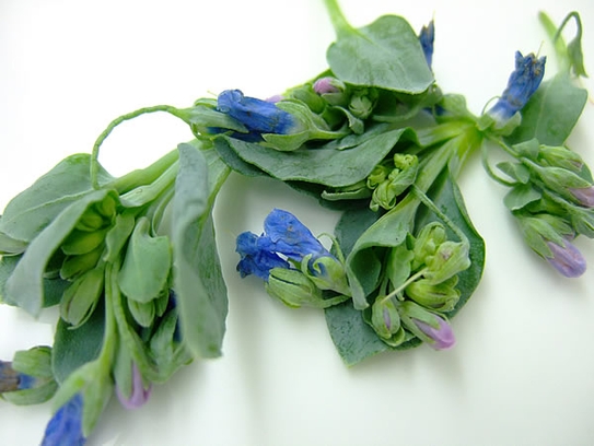 „Blue Ocean“ cress