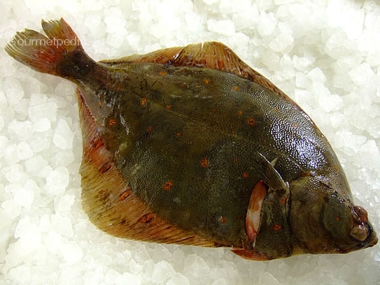 Plaice