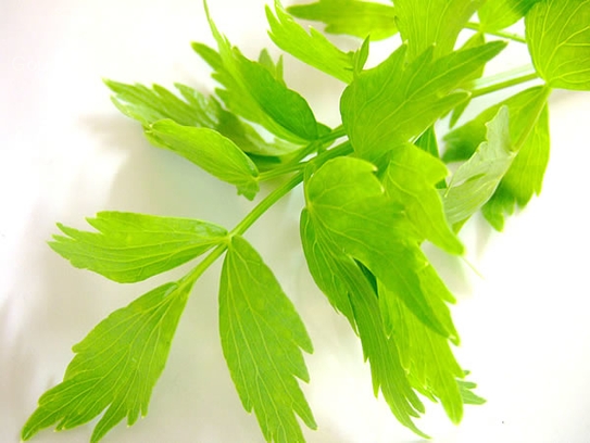 Lovage