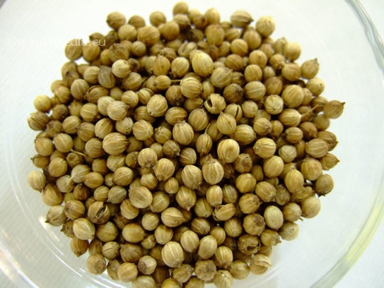 Coriander