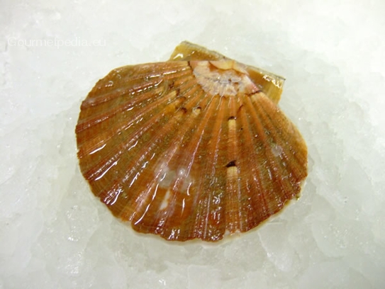 Scallops