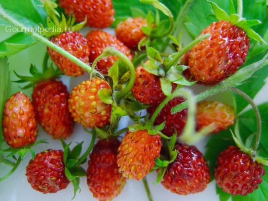 Wild strawberry