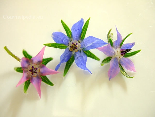 Borage blossoms