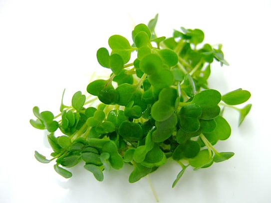 Rocket cress