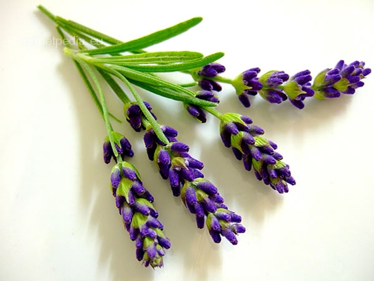 Lavender blossoms