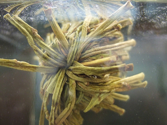 Dried Jasmine flower