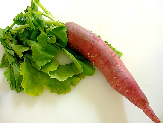 Red radish