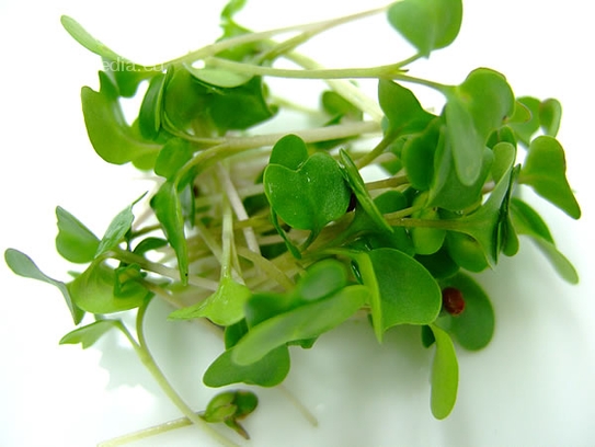 Broccoli cress