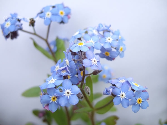 Forget-me-not