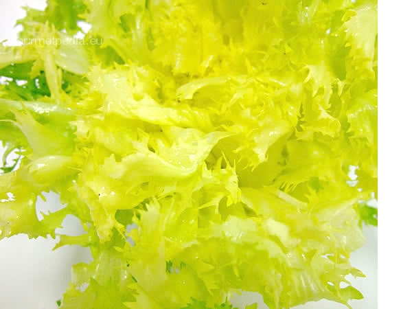 Frisée