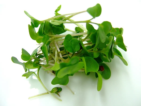 Broccoli cress