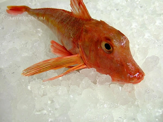 Red gurnard