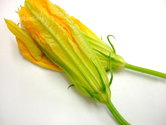 Squash blossoms