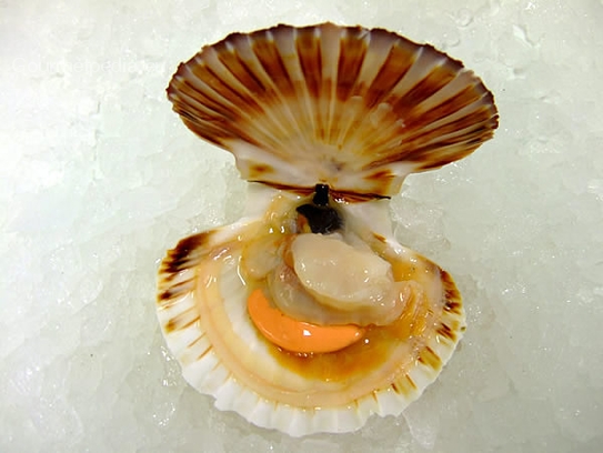 Scallops