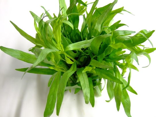 Tarragon