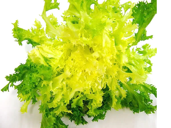 Frisée